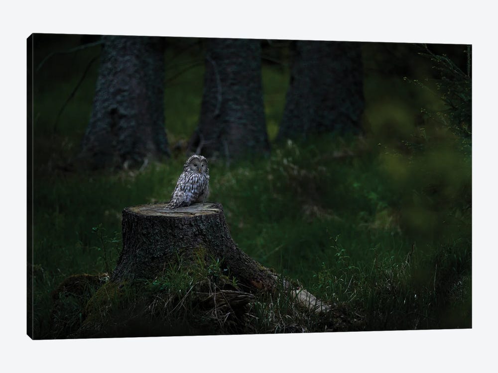 Ural Owl On A Stump by Ondřej Prosický 1-piece Canvas Art Print