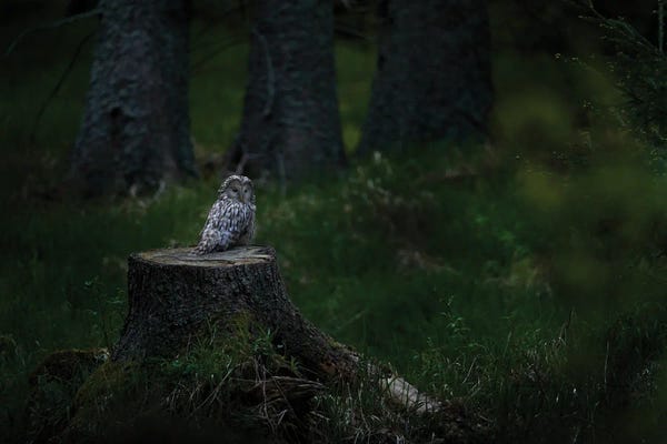 Ondřej Prosický: Ural Owl On A Stump by Ondřej Prosický