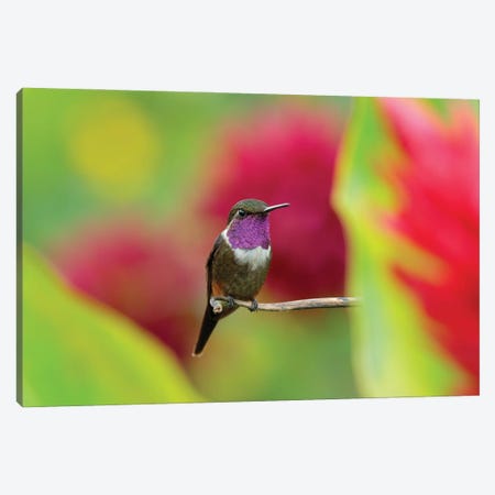 Violet Hummingbird Canvas Print #OPR168} by Ondřej Prosický Canvas Art Print