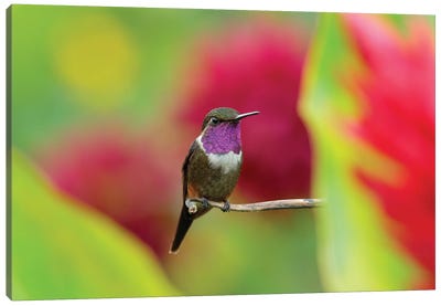 Violet Hummingbird Canvas Art Print - Ondřej Prosický