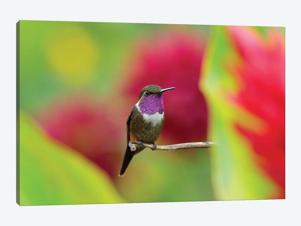 Violet Hummingbird by Ondřej Prosický 1-piece Canvas Artwork
