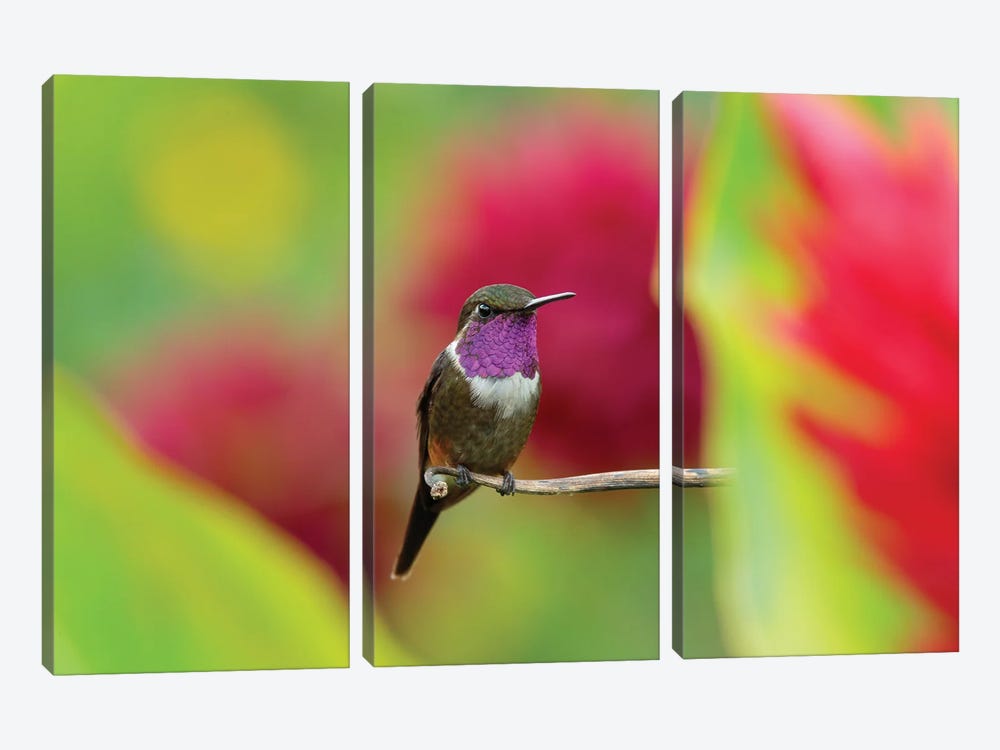 Violet Hummingbird by Ondřej Prosický 3-piece Canvas Artwork