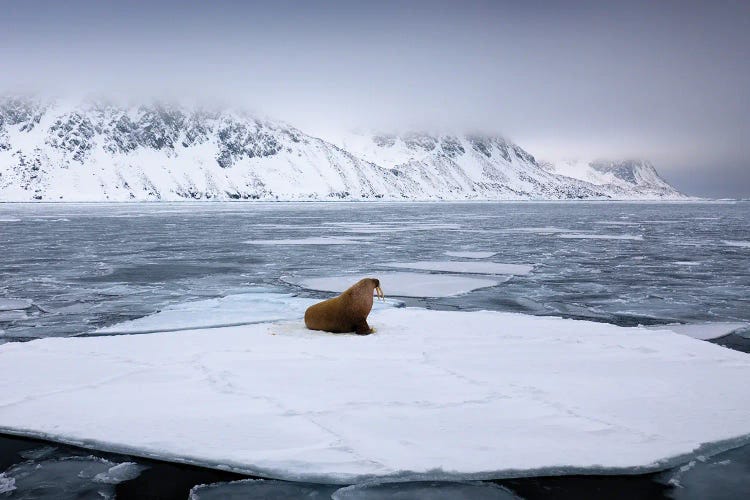 Walrus On Ice