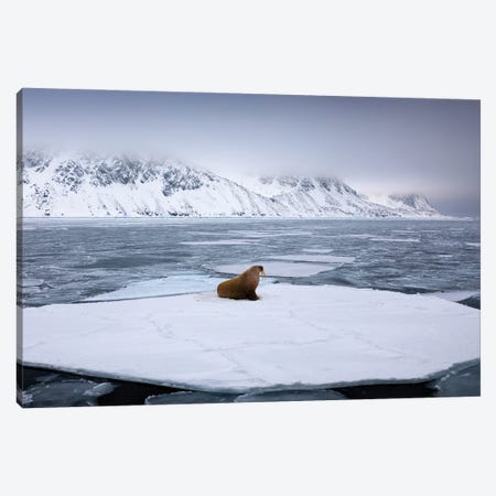 Walrus On Ice Canvas Print #OPR169} by Ondřej Prosický Art Print