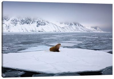 Walrus On Ice Canvas Art Print - Walruses