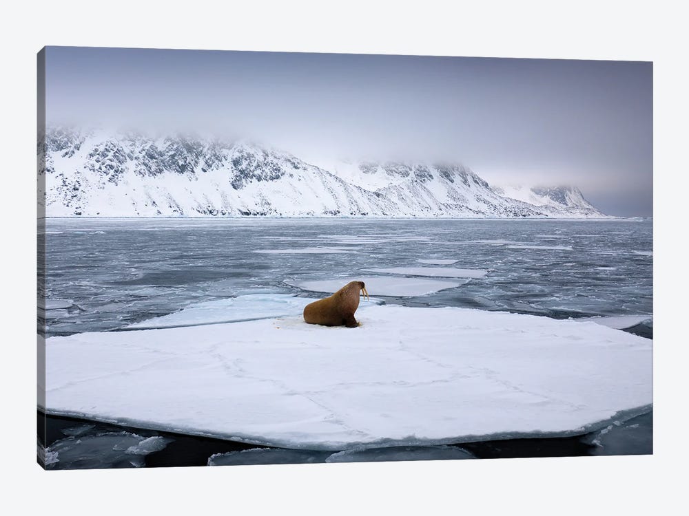 Walrus On Ice by Ondřej Prosický 1-piece Canvas Art Print