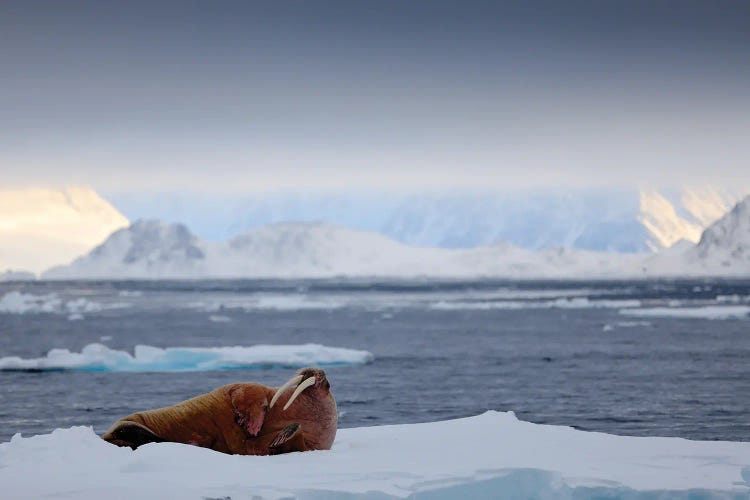 Walrus Resting