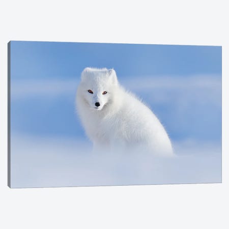 White Arctic Fox Canvas Print #OPR171} by Ondřej Prosický Canvas Artwork
