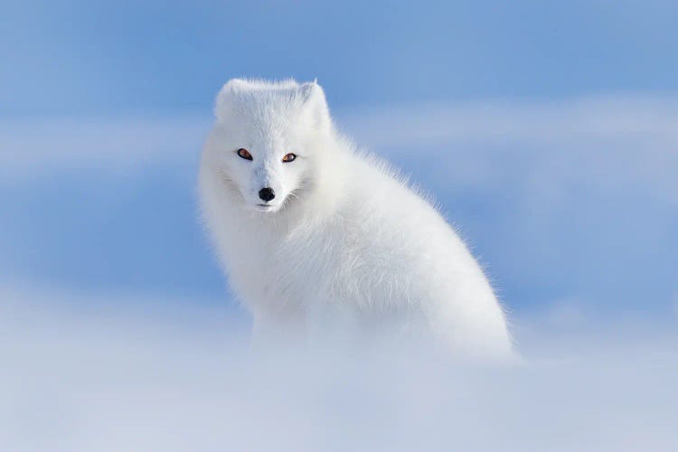 White Arctic Fox