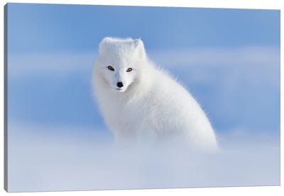 White Arctic Fox Canvas Art Print - Ondřej Prosický