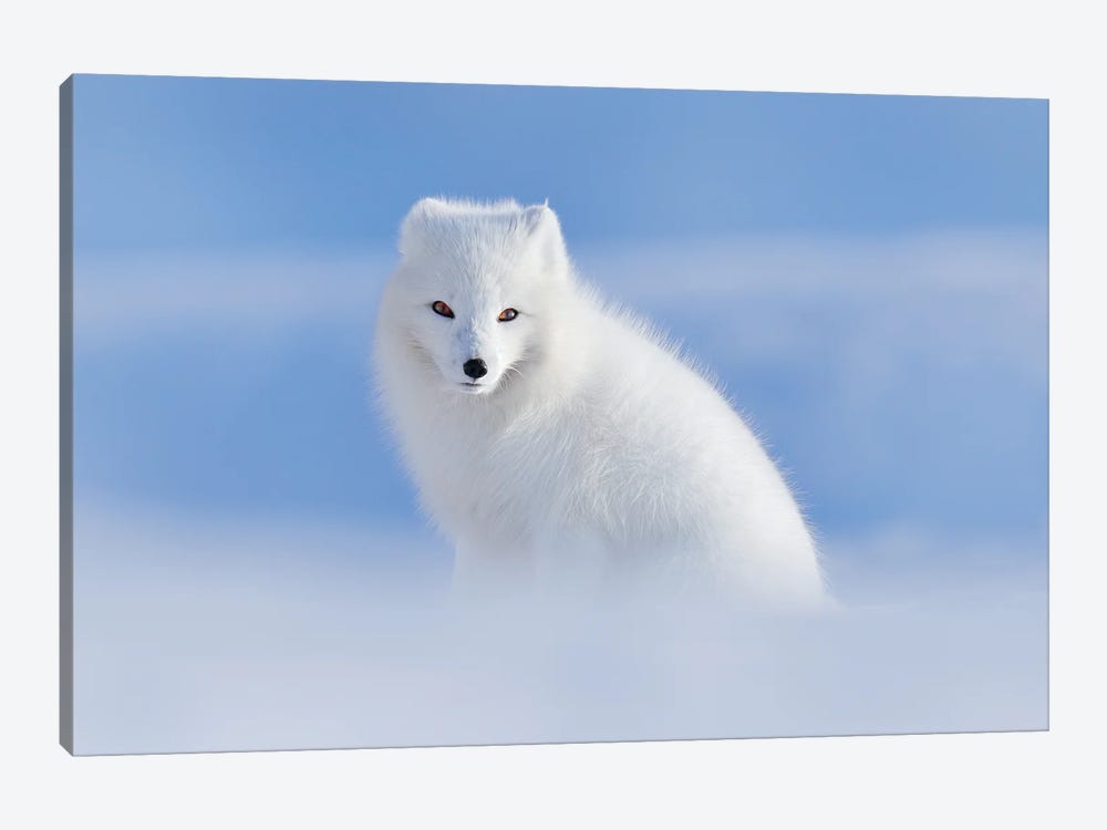 White Arctic Fox by Ondřej Prosický 1-piece Canvas Art