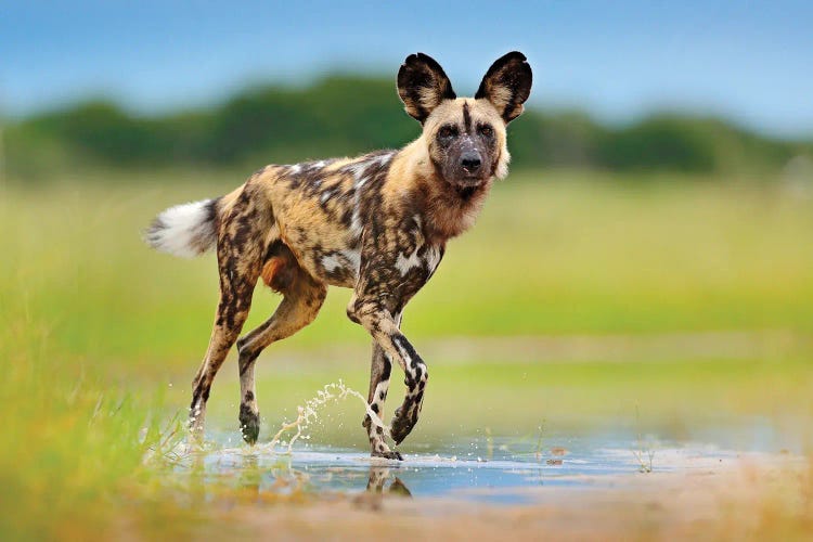 Wild Dog In A Puddle