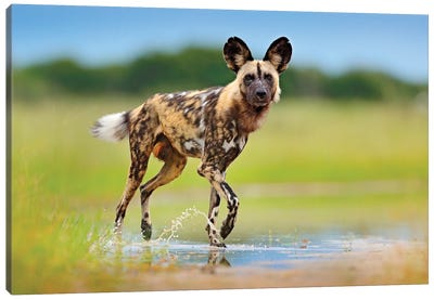 Wild Dog In A Puddle Canvas Art Print
