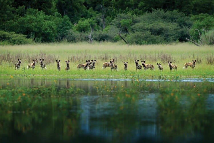 Wild Dog Pack