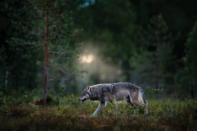 Wolf In Finland