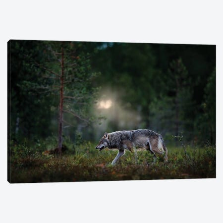 Wolf In Finland Canvas Print #OPR174} by Ondřej Prosický Canvas Print