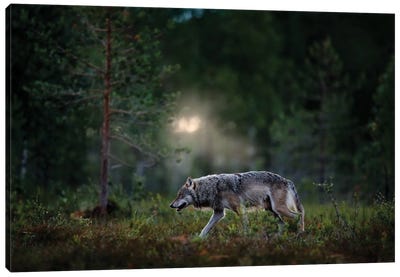 Wolf In Finland Canvas Art Print - Finland