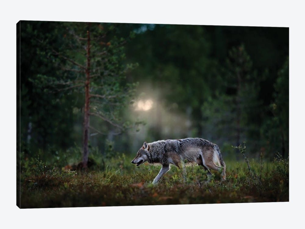 Wolf In Finland by Ondřej Prosický 1-piece Canvas Art Print