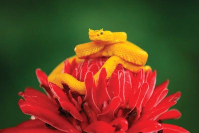 Yellow And Red by Ondřej Prosický art print