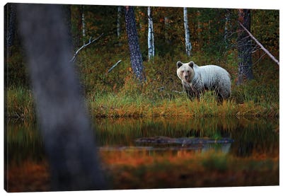 Young Bear In The Woods Canvas Art Print - Grizzly Bear Art