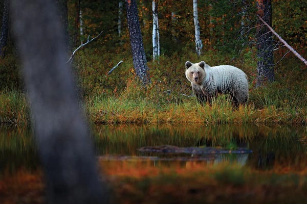 Grizzly Bears: Young Bear In The Woods by Ondřej Prosický