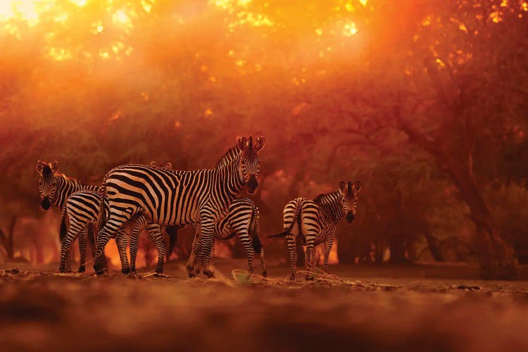 Zebra Herd In The Sunset