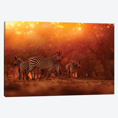 Zebra Herd In The Sunset Canvas Print #OPR178} by Ondřej Prosický Canvas Artwork