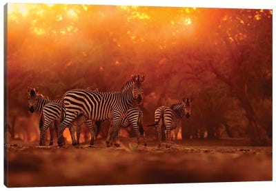 Zebra Herd In The Sunset Canvas Art Print - Ondřej Prosický