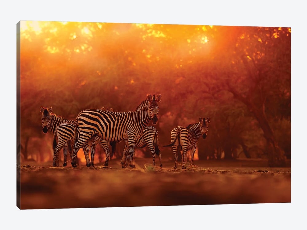 Zebra Herd In The Sunset by Ondřej Prosický 1-piece Art Print