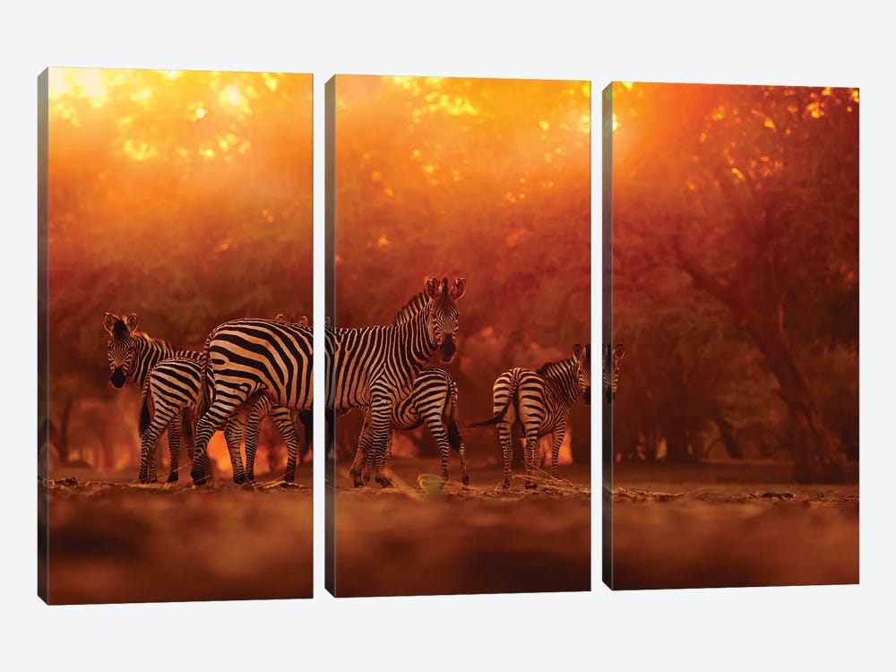 Zebra Herd In The Sunset by Ondřej Prosický 3-piece Canvas Print