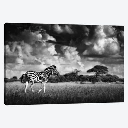 Zebra In The Clouds Canvas Print #OPR179} by Ondřej Prosický Canvas Wall Art