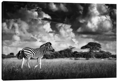 Zebra In The Clouds Canvas Art Print - Ondřej Prosický