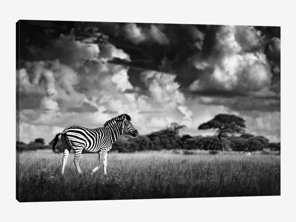 Zebra In The Clouds by Ondřej Prosický 1-piece Canvas Art