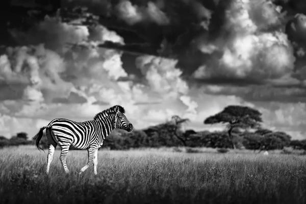 Zebras: Zebra In The Clouds by Ondřej Prosický
