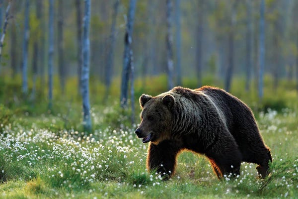 Ondřej Prosický: Bear Enjoying The Summer Walk III by Ondřej Prosický