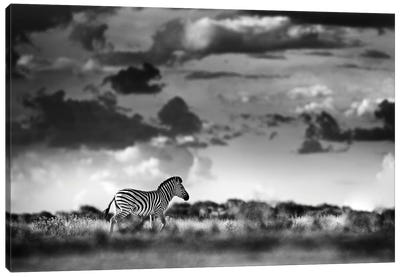 Zebra In The Savannah Canvas Art Print - Ondřej Prosický