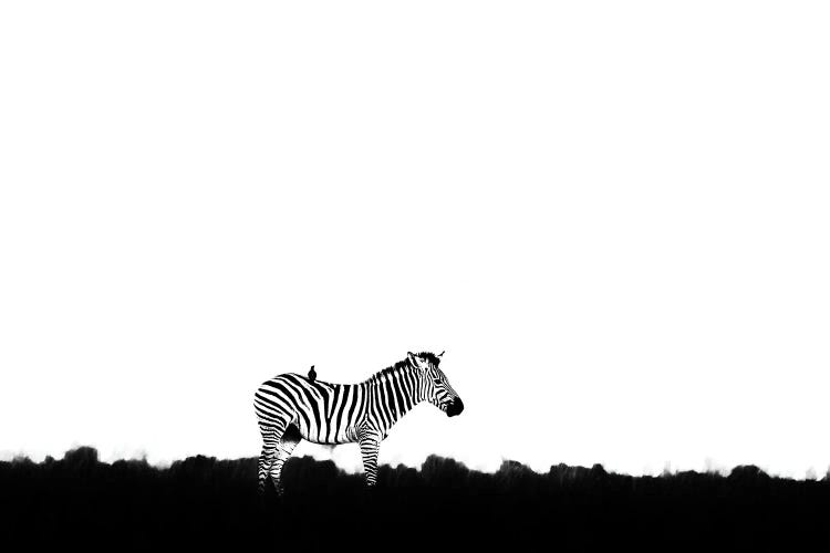 Zebra With Bird Doctor
