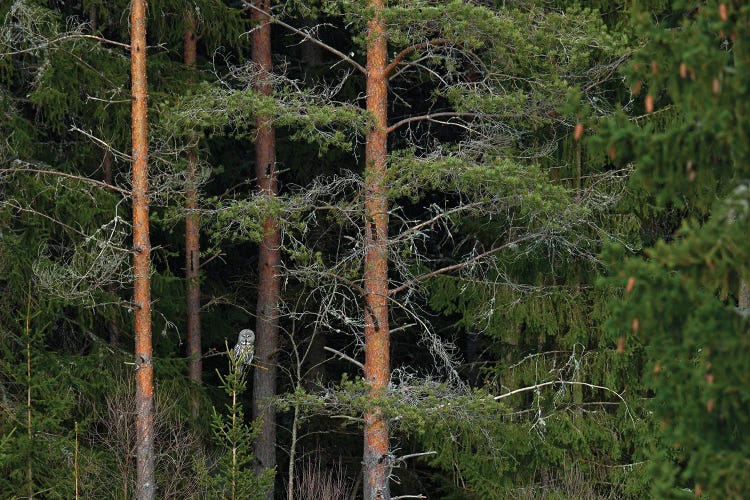 Bearded Owl In A Forrest I