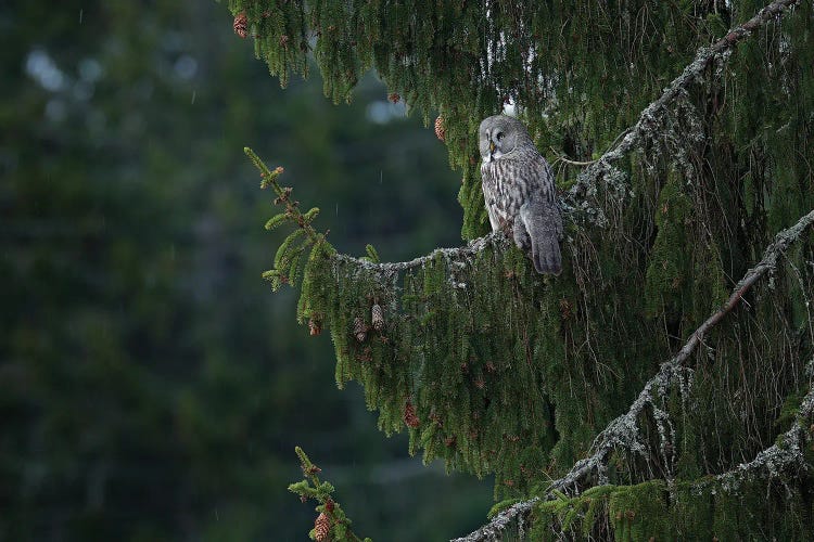 Bearded Owl In A Forrest II