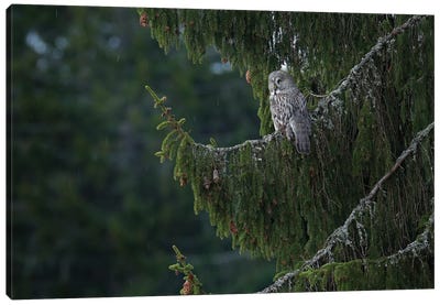 Bearded Owl In A Forrest II Canvas Art Print - Ondřej Prosický