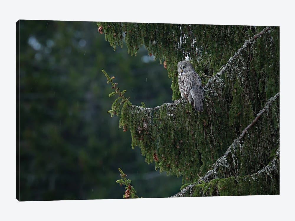 Bearded Owl In A Forrest II by Ondřej Prosický 1-piece Canvas Wall Art