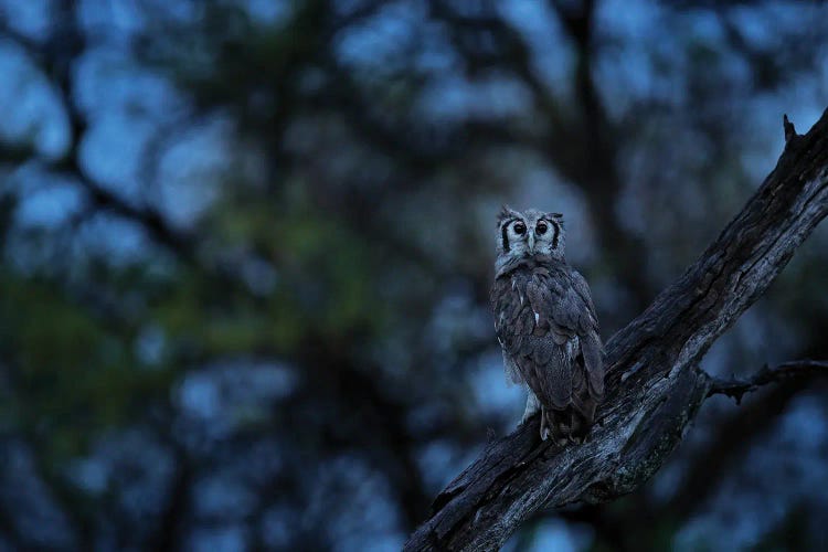 African Eagle Owl