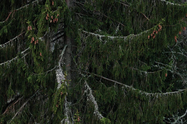 Bearded Owl In A Forrest III