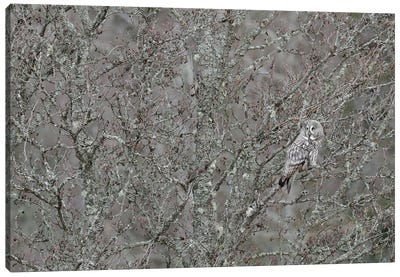 Bearded Owl In Grey Canvas Art Print - Monochromatic Photography