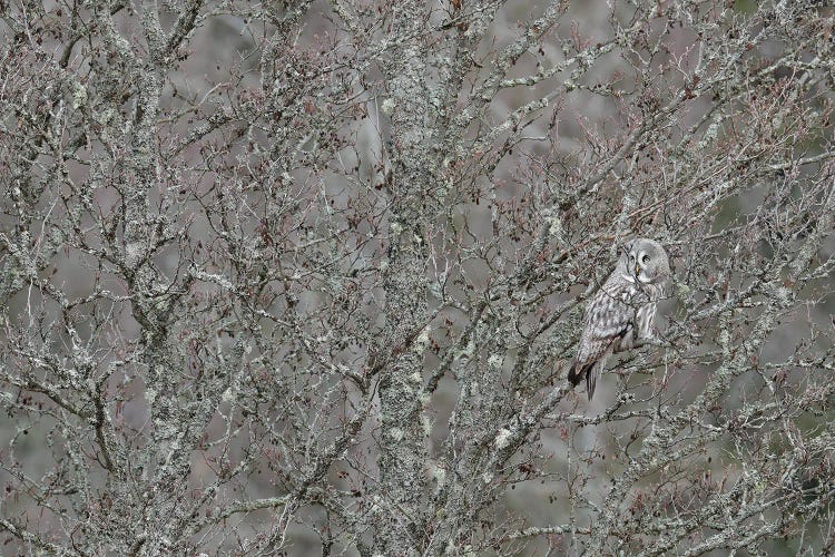 Bearded Owl In Grey