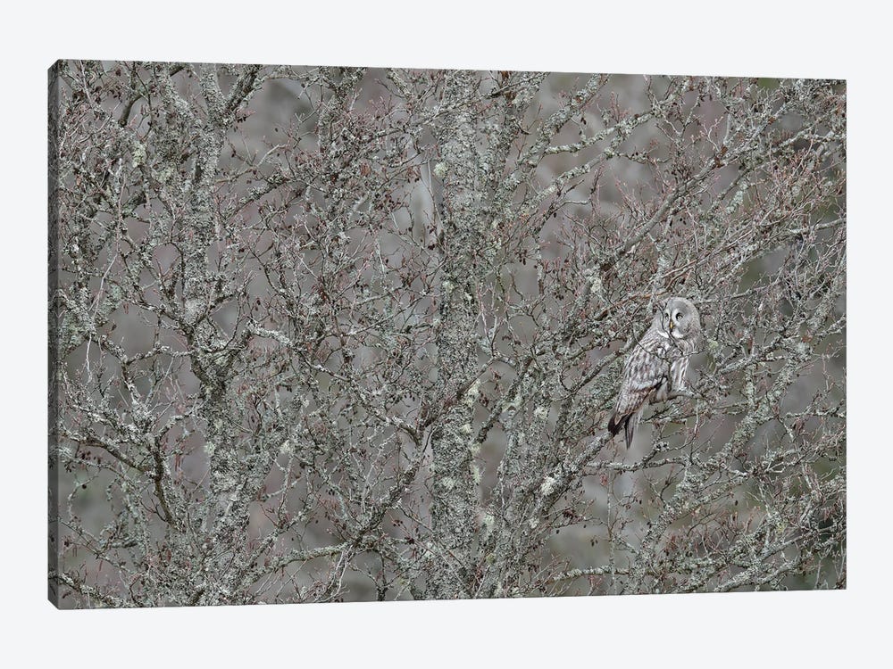 Bearded Owl In Grey by Ondřej Prosický 1-piece Canvas Art Print