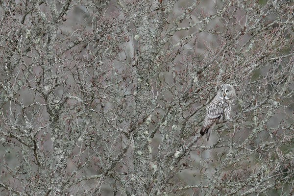 Ondřej Prosický: Bearded Owl In Grey by Ondřej Prosický