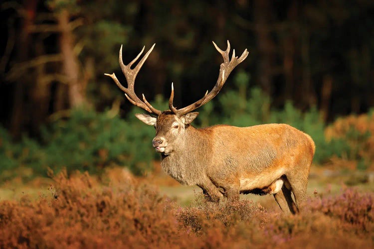 Big Male Deer