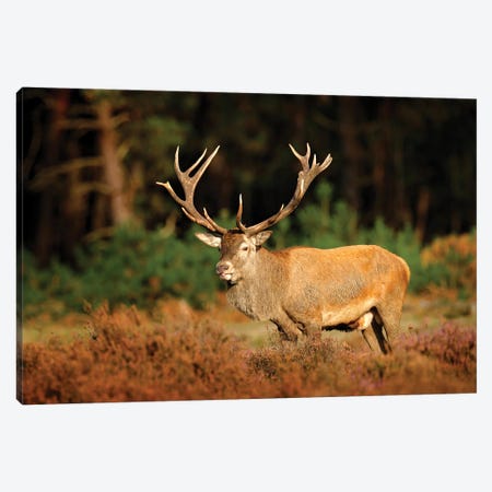 Big Male Deer Canvas Print #OPR23} by Ondřej Prosický Canvas Print