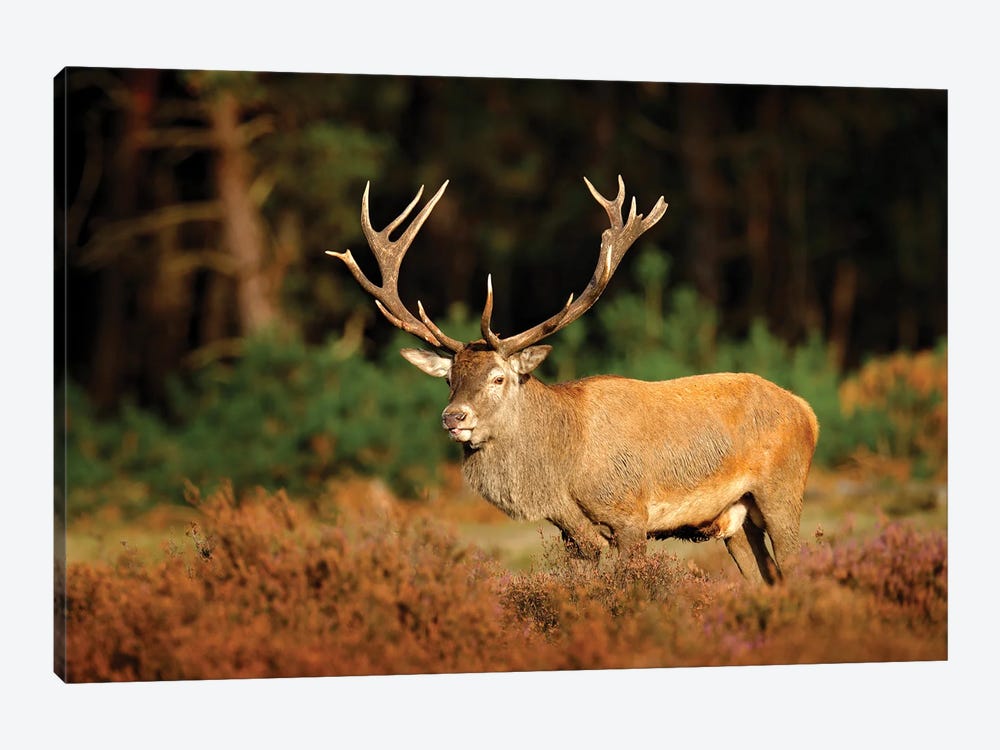 Big Male Deer 1-piece Art Print